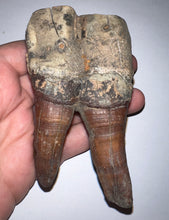 Load image into Gallery viewer, ENORMOUS Ice Age Fossil Woolly Rhinoceros Molar Coelodonta Antiquitatis 4 Inches
