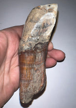 Load image into Gallery viewer, ENORMOUS Ice Age Fossil Woolly Rhinoceros Molar Coelodonta Antiquitatis 4 Inches
