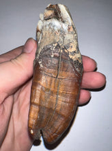 Load image into Gallery viewer, ENORMOUS Ice Age Fossil Woolly Rhinoceros Molar Coelodonta Antiquitatis 4 Inches
