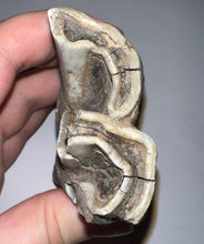 Load image into Gallery viewer, ENORMOUS Ice Age Fossil Woolly Rhinoceros Molar Coelodonta Antiquitatis 4 Inches
