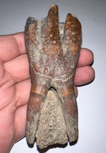 Load image into Gallery viewer, HUGE Pristine Ice Age Fossil Woolly Rhinoceros Molar Coelodonta Antiquitatis 3.76 Inches
