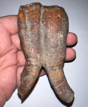 Load image into Gallery viewer, HUGE Pristine Ice Age Fossil Woolly Rhinoceros Molar Coelodonta Antiquitatis 3.82 Inches
