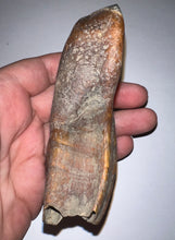 Load image into Gallery viewer, HUGE Pristine Ice Age Fossil Woolly Rhinoceros Molar Coelodonta Antiquitatis 3.82 Inches
