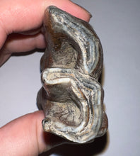 Load image into Gallery viewer, HUGE Pristine Ice Age Fossil Woolly Rhinoceros Molar Coelodonta Antiquitatis 3.82 Inches
