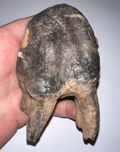 Load image into Gallery viewer, ENORMOUS Ice Age Fossil Woolly Rhinoceros Molar Coelodonta Antiquitatis 4.16 Inches
