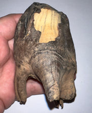 Load image into Gallery viewer, ENORMOUS Ice Age Fossil Woolly Rhinoceros Molar Coelodonta Antiquitatis 4.16 Inches
