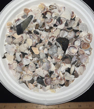 Load image into Gallery viewer, Megalodon Beach Shark Tooth Dig Kit with Real Fossil Shark Teeth and ID Sheet!
