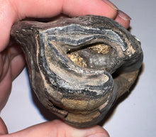 Load image into Gallery viewer, ENORMOUS Ice Age Fossil Woolly Rhinoceros Molar Coelodonta Antiquitatis 4.16 Inches
