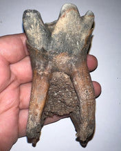 Load image into Gallery viewer, HUGE Pristine Ice Age Fossil Woolly Rhinoceros Molar Coelodonta Antiquitatis 3.87 Inches
