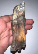 Load image into Gallery viewer, HUGE Pristine Ice Age Fossil Woolly Rhinoceros Molar Coelodonta Antiquitatis 3.87 Inches
