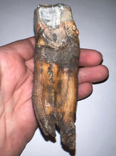 Load image into Gallery viewer, HUGE Pristine Ice Age Fossil Woolly Rhinoceros Molar Coelodonta Antiquitatis 3.87 Inches
