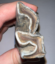 Load image into Gallery viewer, HUGE Pristine Ice Age Fossil Woolly Rhinoceros Molar Coelodonta Antiquitatis 3.87 Inches
