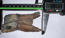 Load image into Gallery viewer, HUGE Pristine Ice Age Fossil Woolly Rhinoceros Molar Coelodonta Antiquitatis 3.87 Inches
