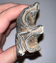 Load image into Gallery viewer, ENORMOUS Ice Age Fossil Woolly Rhinoceros Molar Coelodonta Antiquitatis 4.25 Inches
