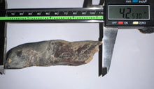 Load image into Gallery viewer, ENORMOUS Ice Age Fossil Woolly Rhinoceros Molar Coelodonta Antiquitatis 4.25 Inches
