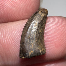 Load image into Gallery viewer, Rare Acheroraptor Tooth Dromaeosaur True Raptor from the Hell Creek .6 Inches!
