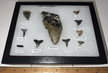 Load image into Gallery viewer, XL Premium Labeled 10 Shark Tooth Collection in a Riker Mount with a Megalodon
