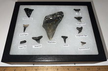 Load image into Gallery viewer, XL Premium Labeled 10 Shark Tooth Collection in a Riker Mount with a Megalodon
