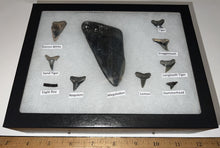 Load image into Gallery viewer, XL Premium Labeled 10 Shark Tooth Collection in a Riker Mount with a Megalodon
