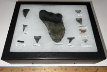 Load image into Gallery viewer, XL Premium Labeled 10 Shark Tooth Collection in a Riker Mount with a Megalodon
