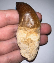 Load image into Gallery viewer, Large Thalassotitan Mosasaur Tooth just under 3 Inches! Dinosaur Era Marine Reptile! No Repair!
