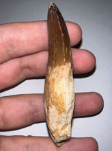 Load image into Gallery viewer, Large Thalassotitan Mosasaur Tooth just under 3 Inches! Dinosaur Era Marine Reptile! No Repair!
