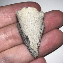 Load image into Gallery viewer, Super Rare Pachycephalosaurus Fossil Dinosaur Claw 1.41 Inches!
