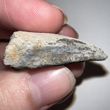 Load image into Gallery viewer, Super Rare Pachycephalosaurus Fossil Dinosaur Claw 1.41 Inches!
