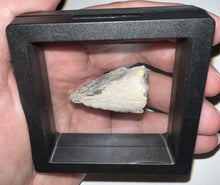 Load image into Gallery viewer, Super Rare Pachycephalosaurus Fossil Dinosaur Claw 1.41 Inches!
