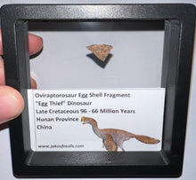 Load image into Gallery viewer, Framed Oviraptor type Dinosaur Eggshell Lot One Per Order .5 Inches
