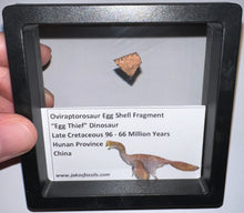 Load image into Gallery viewer, Framed Oviraptor type Dinosaur Eggshell Lot One Per Order .5 Inches
