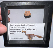Load image into Gallery viewer, Framed Oviraptor type Dinosaur Eggshell Lot One Per Order .5 Inches
