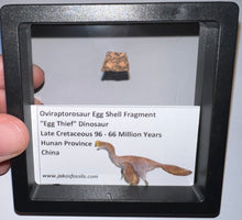 Load image into Gallery viewer, Framed Oviraptor type Dinosaur Eggshell Lot One Per Order .5 Inches

