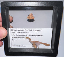 Load image into Gallery viewer, Framed Oviraptor type Dinosaur Eggshell Lot One Per Order .5 Inches
