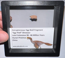 Load image into Gallery viewer, Framed Oviraptor type Dinosaur Eggshell Lot One Per Order .5 Inches
