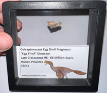 Load image into Gallery viewer, Framed Oviraptor type Dinosaur Eggshell Lot One Per Order .5 Inches
