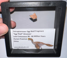 Load image into Gallery viewer, Framed Oviraptor type Dinosaur Eggshell Lot One Per Order .5 Inches
