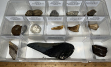 Load image into Gallery viewer, Large Beginner Collection of 12 labeled Fossils in a clear case. Includes Partial Megalodon Tooth, Trilobite, Spinosaur Tooth and more!
