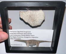 Load image into Gallery viewer, Framed Huge Titanosaur Giant Long Neck Dinosaur Eggshell Lot One Per Order 1.5 to 2 Inches

