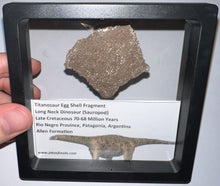 Load image into Gallery viewer, Framed Huge Titanosaur Giant Long Neck Dinosaur Eggshell Lot One Per Order 1.5 to 2 Inches
