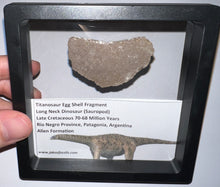Load image into Gallery viewer, Framed Huge Titanosaur Giant Long Neck Dinosaur Eggshell Lot One Per Order 1.5 to 2 Inches
