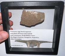 Load image into Gallery viewer, Framed Huge Titanosaur Giant Long Neck Dinosaur Eggshell Lot One Per Order 1.5 to 2 Inches
