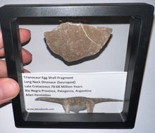 Load image into Gallery viewer, Framed Huge Titanosaur Giant Long Neck Dinosaur Eggshell Lot One Per Order 1.5 to 2 Inches

