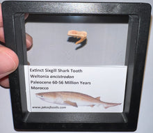 Load image into Gallery viewer, Framed Fossil Extinct Sixgill Shark Teeth with info card Weltonia One Per Order
