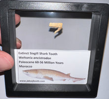 Load image into Gallery viewer, Framed Fossil Extinct Sixgill Shark Teeth with info card Weltonia One Per Order
