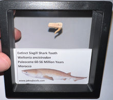 Load image into Gallery viewer, Framed Fossil Extinct Sixgill Shark Teeth with info card Weltonia One Per Order
