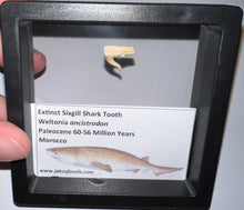 Load image into Gallery viewer, Framed Fossil Extinct Sixgill Shark Teeth with info card Weltonia One Per Order

