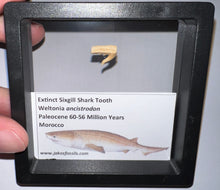 Load image into Gallery viewer, Framed Fossil Extinct Sixgill Shark Teeth with info card Weltonia One Per Order
