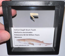 Load image into Gallery viewer, Framed Fossil Extinct Sixgill Shark Teeth with info card Weltonia One Per Order
