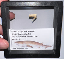 Load image into Gallery viewer, Framed Fossil Extinct Sixgill Shark Teeth with info card Weltonia One Per Order

